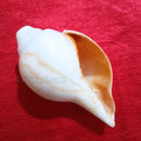 Puja Blowing Shankh White