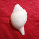 Puja Blowing Shankh White