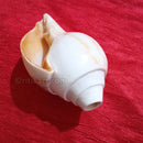 Puja Blowing Shankh White