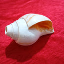 Puja Blowing Shankh White