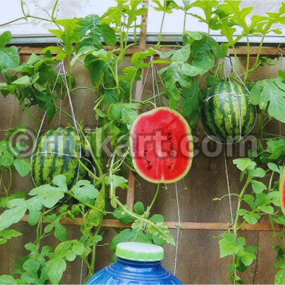 best place to plant watermelon seeds Watermelon Seeds for Home Gardening: Easy Steps to Grow Fruit