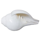 Puja Blowing Shankh White Medium Size pic-1