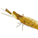 Handmade Flexible Bellaguntha Brass Prawn 11 inch