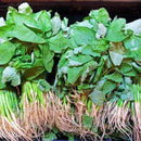 Amaranth Green Leaves Seeds for Gardening at Home