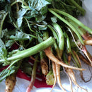 Amaranth Seeds for Gardening at Home