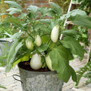 Brinjal Seeds for Gardening at Home