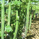 Snake Gourd Seeds for Gardening at Home