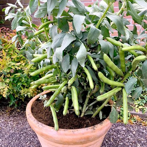 Broad Beans Seeds for Gardening at Home