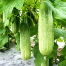 Cucumber Seeds for Gardening at Home