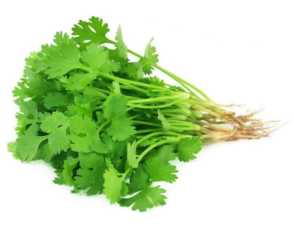 Dhania or Coriander Leaves