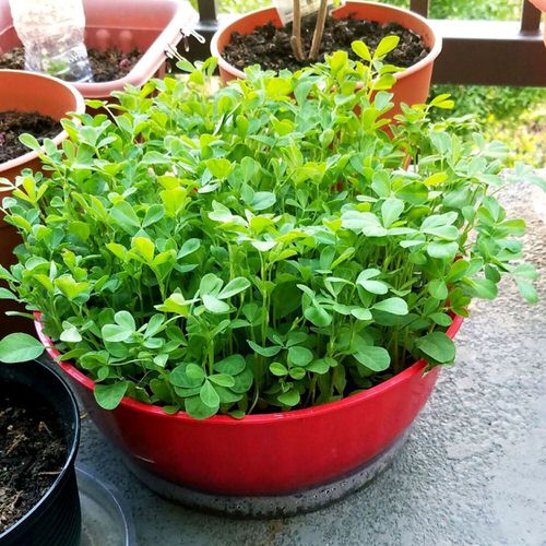 Fenugreek Spinach Seeds for Gardening at Home