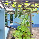 Ridge Gourd Seeds for Gardening at Home