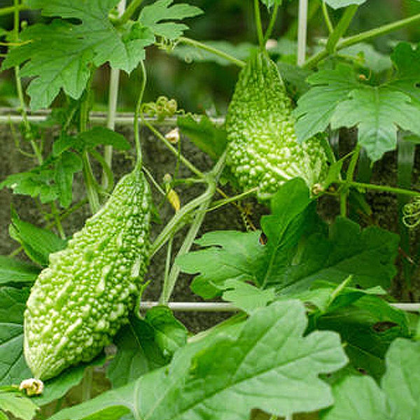 Bitter Gourd Seeds for Gardening at Home