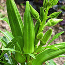 Lady's Finger Seeds for Gardening at Home