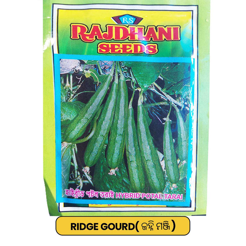 Ridge Gourd Seeds for Gardening at Home