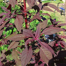 Red Amaranth Seeds for Gardening at Home