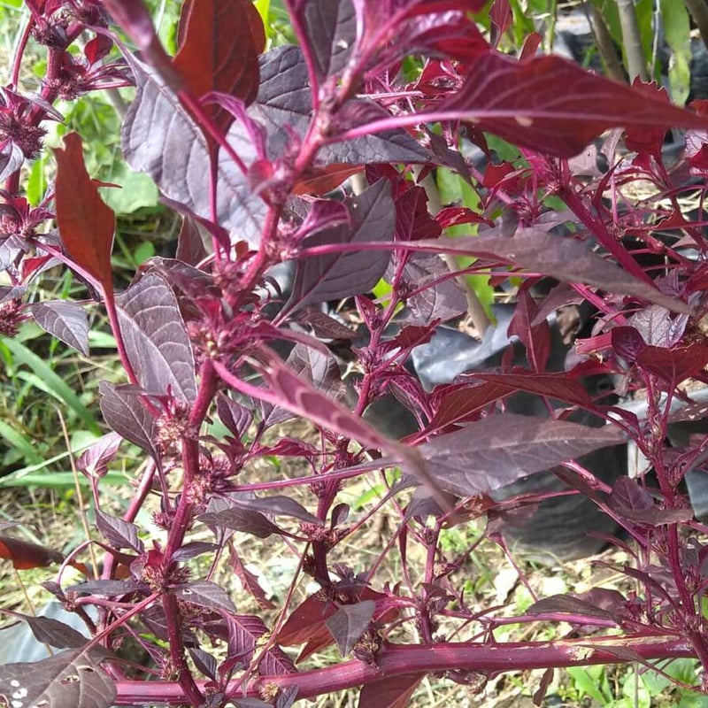 Red Spinach Seeds for Gardening at Home