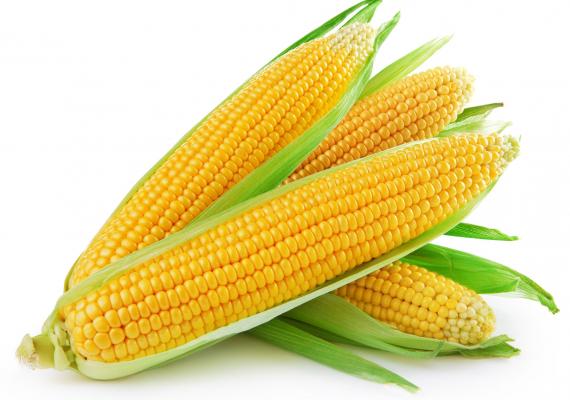 Sweet Corn or Meetha Makaa