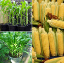 Sweet Corn Seeds for Gardening at Home