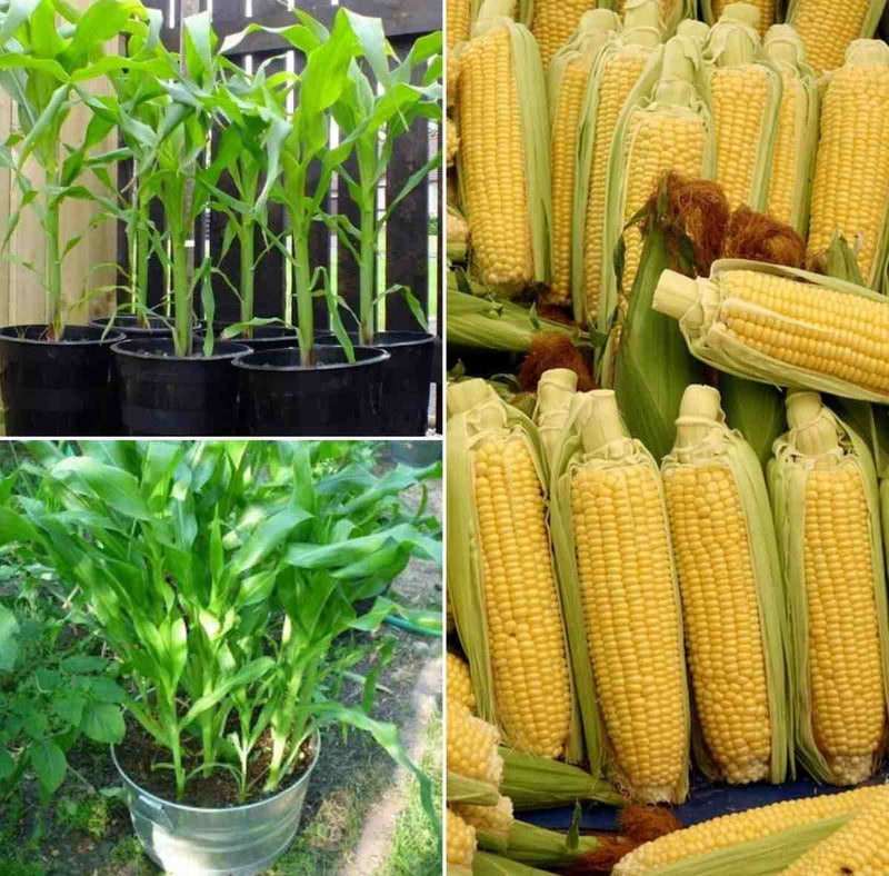 Sweet Corn Seeds for Gardening at Home