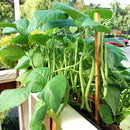 Beans Seeds for Gardening at Home