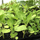 Green Amaranthus Seeds for Gardening at Home