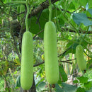 Bottle Gourd Seeds for Gardening at Home
