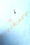 Odia Natya kala by Girija Shankar Ray.