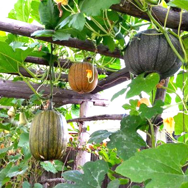 Pumpkin Seeds for Gardening at Home