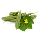Ridge Gourd or Janhi or Turai