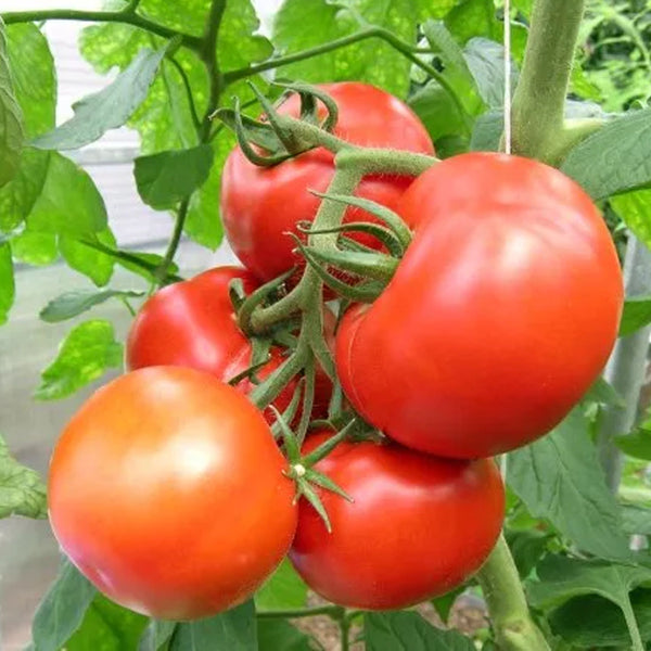 Tomato Seeds for Gardening at Home